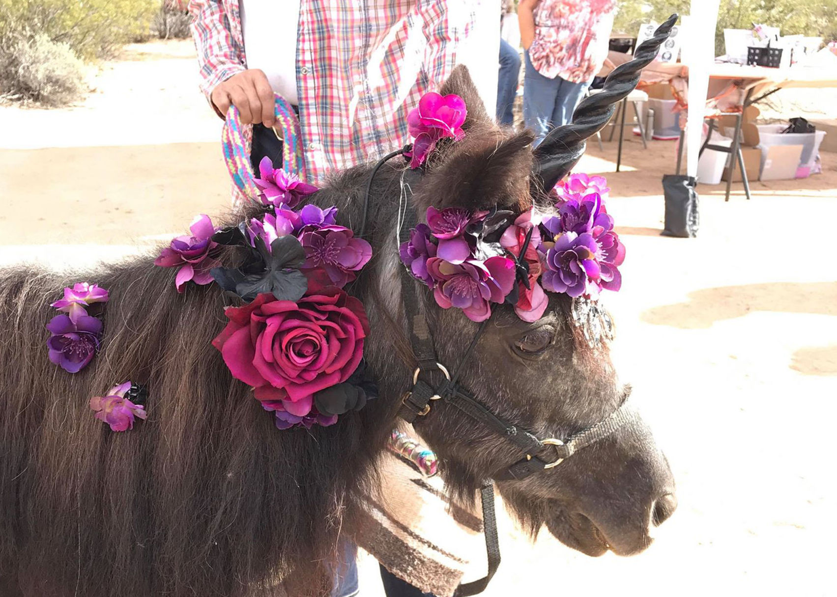 Pony - Leman Academy winter bazaar